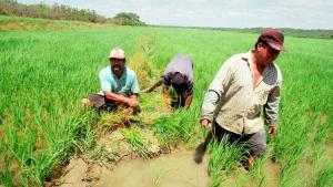 Conarroz propone que el 40% del arroz que compre el Estado sea producido en la selva