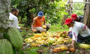 Concentraciones de cadmio en cacao cultivado en el norte del Perú son altas