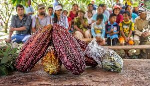 Conformarán Grupo de Trabajo Multisectorial para elaborar el “Plan Nacional de Desarrollo de la Cadena de Valor del Cacao - Chocolate 2020-2030”
