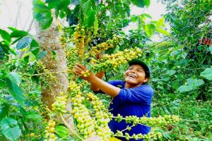Congreso amplió plazo para acogerse a Programa de Reestructuración Agraria Especial