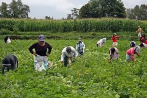 Congreso aprueba ley de alivio financiero para pequeños productores agropecuarios