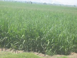 Congreso aprueba proyecto para regular cultivo de caña de azúcar