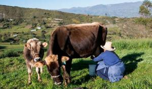 Congreso propone promover el desarrollo de la ganadería familiar