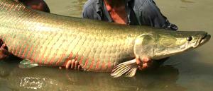 Conoce los 10 productos que podría impulsar Sierra y Selva Exportadora