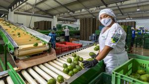 Conozca las 50 mayores empresas exportadoras de fruta fresca de Perú en 2023