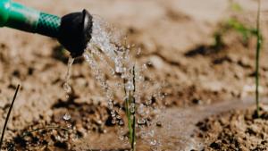 Consecuencias del uso excesivo de agua en los cultivos agrícolas