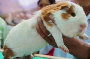 Consumo de cuy alcanza las 30 mil toneladas