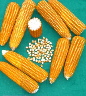 Consumo de maíz amarillo duro en nuestro país creció 36.65% en los últimos cinco años