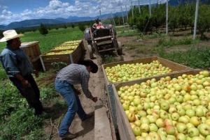 CONSUMO DE MANZANA WINTER, ISRAEL Y DE AGUA CRECIÓ EN 20% DESDE 2011 