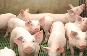 Consumo nacional de carne de cerdo se redujo entre 50% y 60% durante el periodo de cuarentena