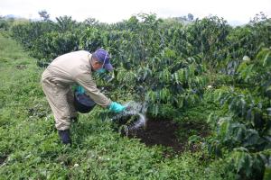Control riguroso con productos fitosanitarios evitará el rebrote de roya amarilla en el café