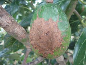 Controlan plaga de “Trips” en cultivos de palta en provincia Bolívar