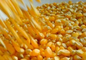 Conveagro: Decisión de Indecopi de no imponer medidas compensatorias a la importación de maíz de EE.UU. es por dolo y corrupción