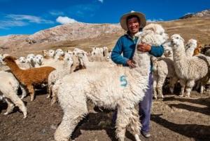 Coopecan Perú, pionera en utilizar tecnología blockchain en la cadena productiva de fibra de alpaca en nuestro país