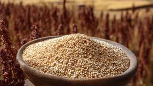 Cooperativa Agraria Coopsur de Apurímac participará por primera vez en Expoalimentaria con su quinua orgánica