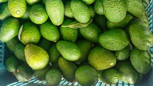 Cooperativa Agrofrutos Orgánico vendió 950 toneladas de palta Hass a Chavín de Huántar