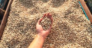 Cooperativa “Monte Azul” proyecta exportar 300 toneladas de café pergamino orgánico este año