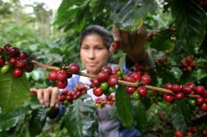 COOPERATIVA PANGOA EXPORTARÁ 10 MIL QUINTALES MENOS DE CAFÉ 