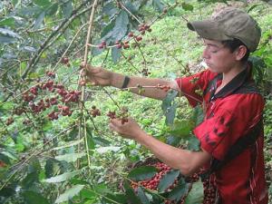 COOPERATIVAS CAFETALERAS EVALÚAN MOVILIZARSE