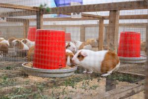 Cooperativas de productores de cuyes solicitan exoneración del pago del IGV