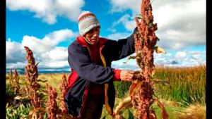 Copain Cabana proyecta producir 360 mil toneladas de quinua este año