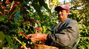 Coronavirus amenaza cosecha de café en América Latina