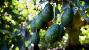 Cosecha de palta de Chile alcanzaría las 186.000 toneladas en la temporada 2022/2023, mostrando una caída de -15.45%