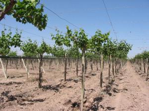 COSECHAS DE UVAS AL SUR DE BRASIL ALCANZAN RÉCORD HISTÓRICO