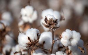 Costach exportó cerca de 21 toneladas de algodón pima peruano a Tailandia