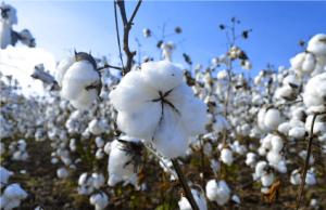 Costach instaló 1.250 hectáreas de algodón pima peruano en la presente campaña en Piura