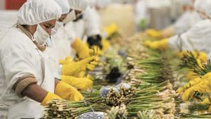 Costo del bono Beta agrario ascendería a más de S/5,000 millones