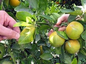 Costos del limón, mandarina y naranja se multiplicarían por enfermedad incurable