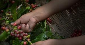 Costos logísticos del café representan el 21% del valor total del producto