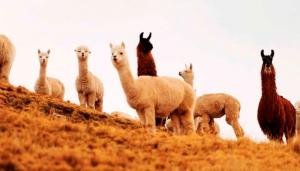 Crean “Comisión Nacional de Camélidos Sudamericanos”