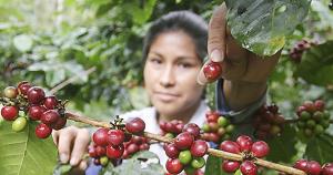 Crean Grupo de Trabajo encargado de articular las acciones sectoriales y regionales vinculadas a la cadena de valor del café