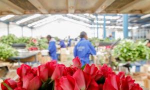 Crean “Grupo de Trabajo Multisectorial de la Floricultura Nacional”