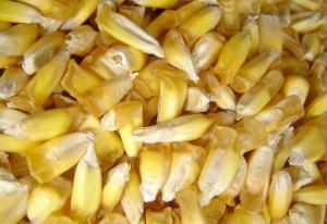 Crece exportación de maíces tipo cancha, chullpi y  mote