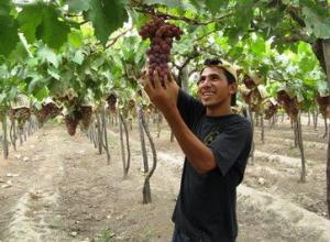 CRECE PRODUCCIÓN DE UVA, PAPA Y AVE 