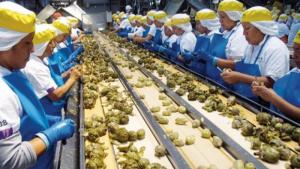 Crecimiento: Más de 2,400 agroexportadoras se registraron hasta septiembre