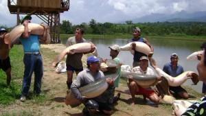 Criadero de paiches financiado por Minagri y FIDA impulsa la economía de acuicultores de Nueva Cajamarca
