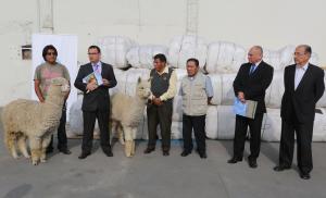 CRIADORES DE PUNO Y CUSCO EXPORTARON 10 TONELADAS DE FIBRA DE ALPACA A ITALIA