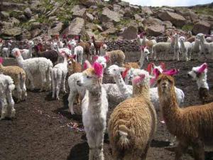 CRIANZA DE ALPACAS DESPLAZARÍA A LA DE OVINOS