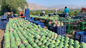 Crisis hídrica frustra desarrollo del mango a pesar del buen clima y ocasiona tercer año de pérdidas a los productores