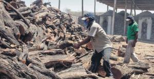 Cuando el ‘boom’ del pollo a la brasa mata los bosques de algarrobo