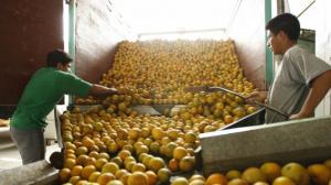 ¿Cuántas hectáreas destinan las regiones a la producción de cítricos en el país?