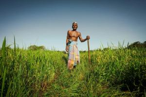 ¿Cuánto influyó en la crisis de Sri Lanka la imposición de un salto hacia la agricultura orgánica?