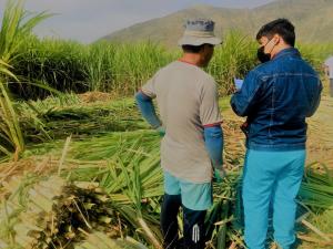 Culmina proyecto que promueve salud ocupacional para trabajadores de caña de azúcar en San Jacinto