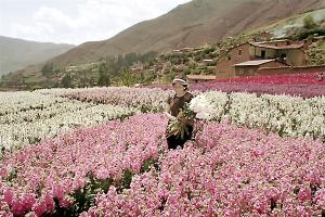 Cultivo de flores genera empleo rural permanente, a razón de 5 a 8 trabajadores por hectárea