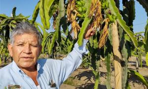 Cultivo de pitahaya debe ser considerado en programas de reconversión productiva