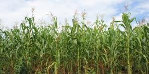 Cultivos de maíz amarillo en San Martín no contienen transgénicos